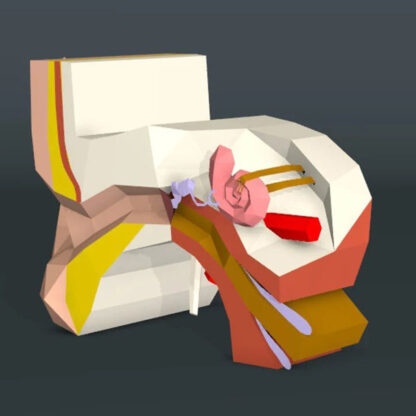 "Medisch" Middenoor - Afbeelding 2